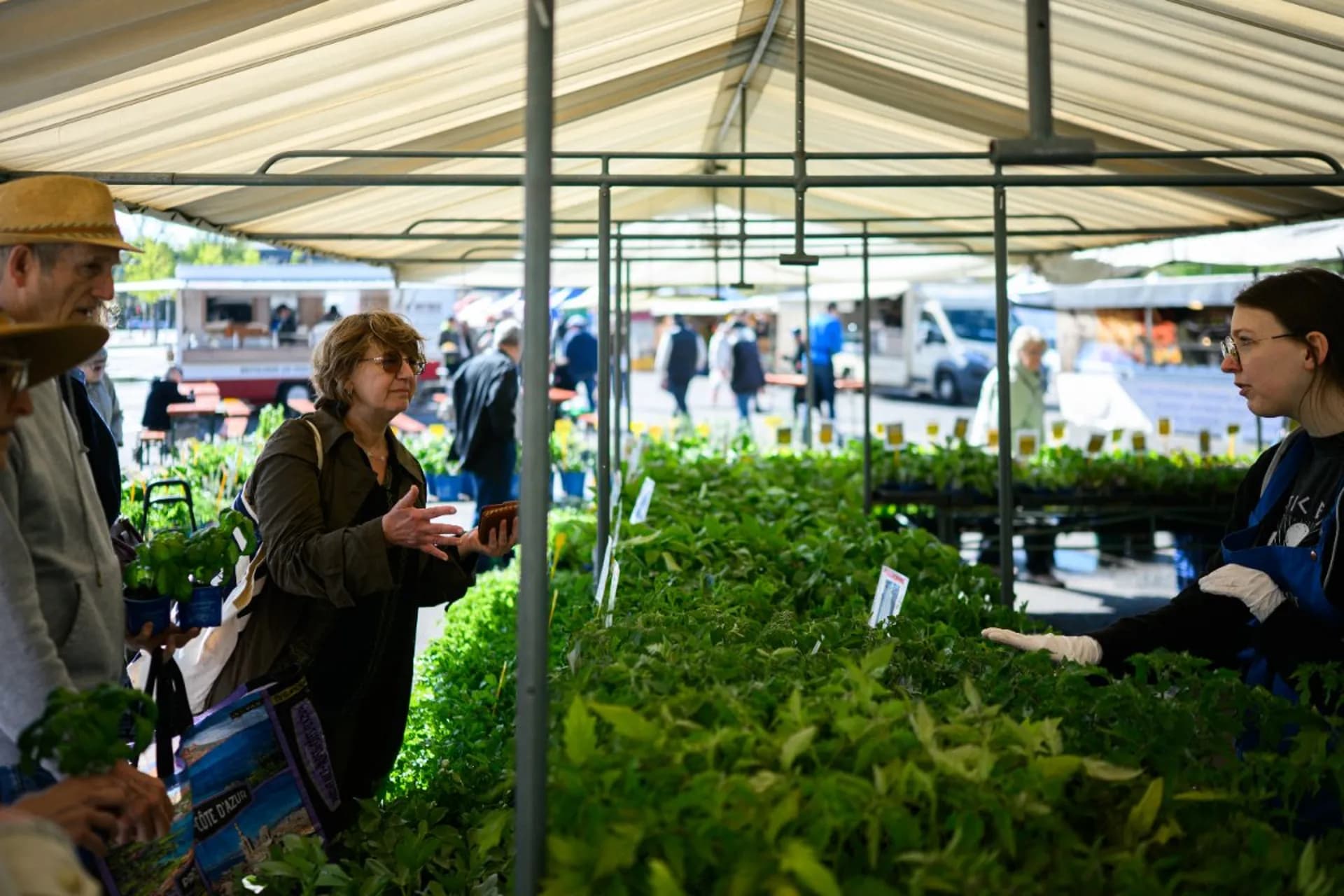 Glacis Market